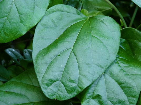 {Cocculus carolinus}